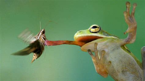Can I grab a frog with my hand?