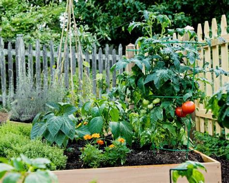 Can I grow beans next to tomatoes?