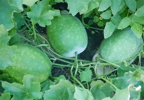 Can I grow melons in the winter?