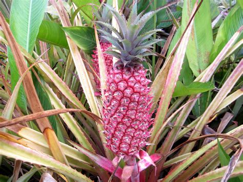 Can I grow pink pineapples?