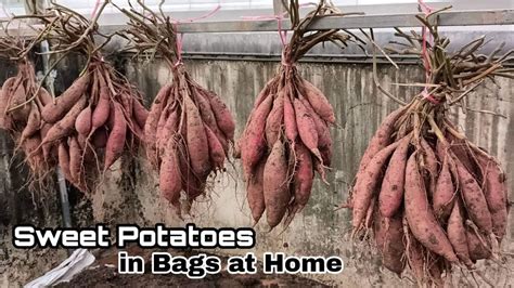 Can I grow sweet potatoes in bags?