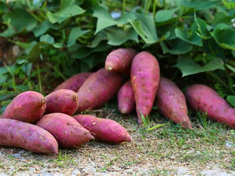 Can I grow sweet potatoes vertically?