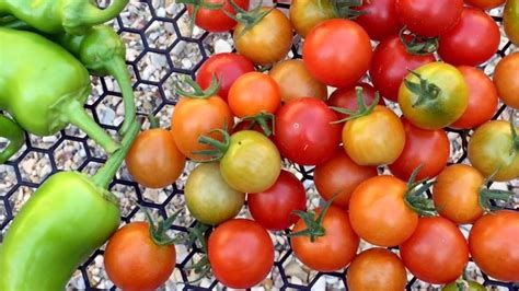 Can I grow tomatoes and peppers together?