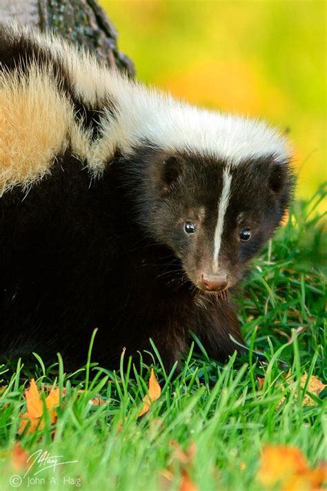 Can I have a pet skunk in Ontario?