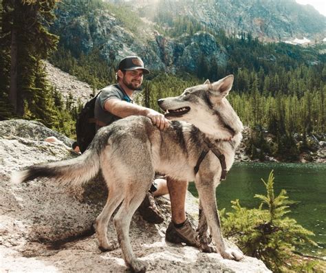 Can I have a pet wolf?