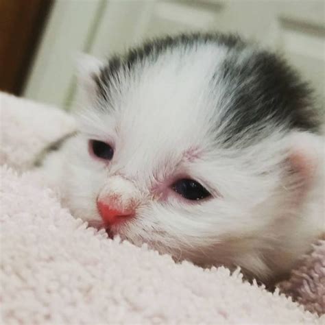 Can I hold a 2 day old kitten?