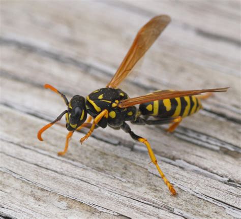Can I hold a paper wasp?