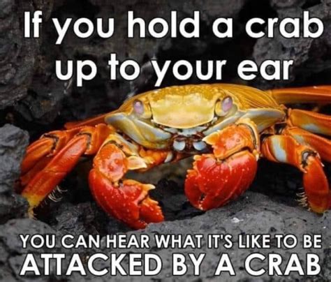 Can I hold my crab?