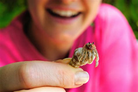 Can I hold my hermit crab in my hand?