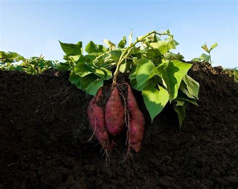 Can I just put a sweet potato in the ground?