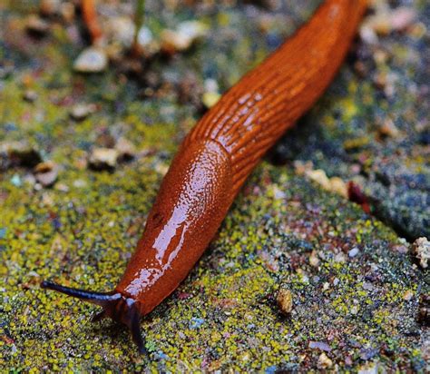 Can I keep a pet slug?