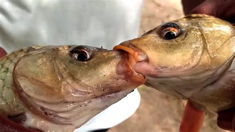 Can I kiss a fish?