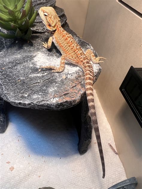 Can I kiss my beardie?