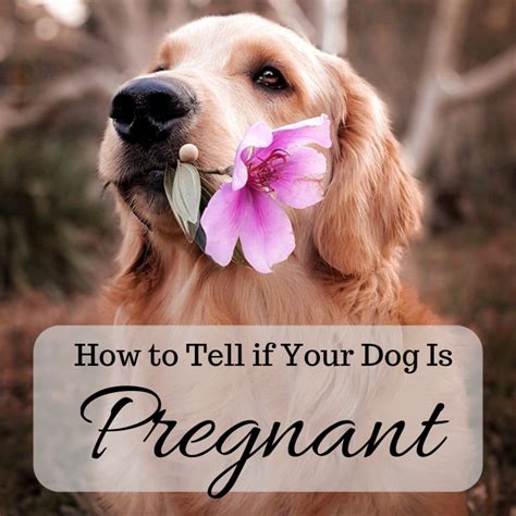 Can I kiss my dog when pregnant?