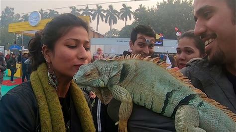 Can I kiss my iguana?