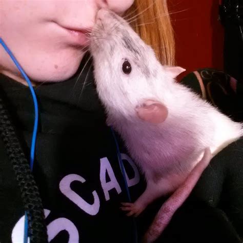 Can I kiss my rat?