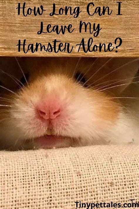Can I leave hamster for weekend?