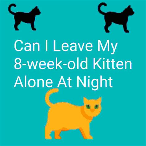 Can I leave my 6 week old kitten alone at night?