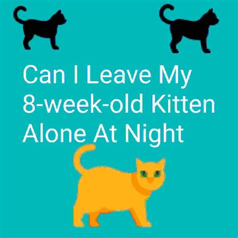 Can I leave my 8 week old kitten alone at night?
