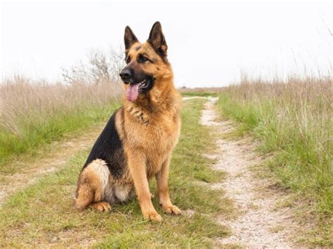 Can I leave my German Shepherd outside at night?