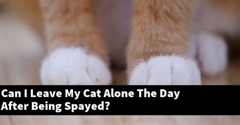 Can I leave my cat alone 3 days after spay?