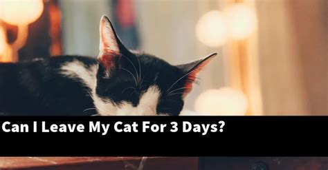 Can I leave my cat at home for 4 days?