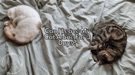 Can I leave my cat for 3 days?
