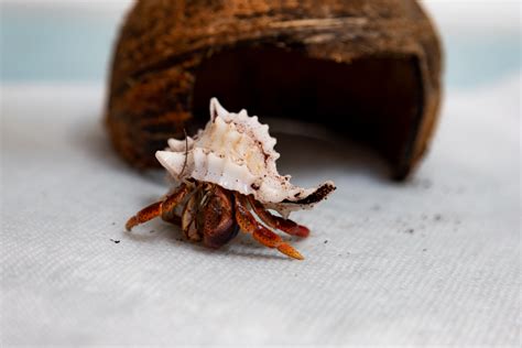 Can I leave my hermit crab for a week?