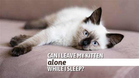Can I leave my kitten alone while I sleep?