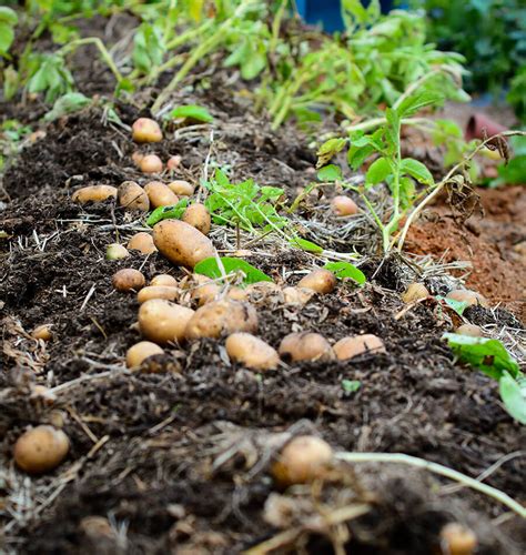 Can I leave my potatoes in the ground over winter?