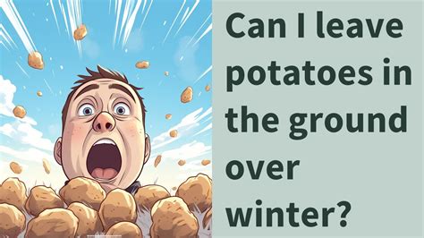 Can I leave potatoes in the ground over winter?