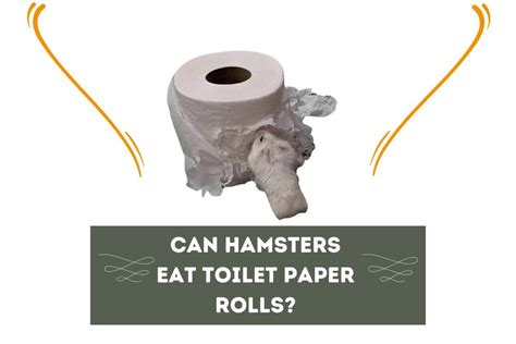 Can I let my hamster have toilet paper?