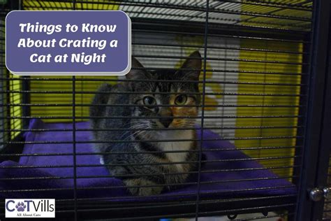 Can I lock my cat in a cage at night?