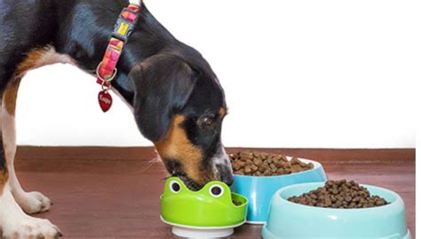 Can I mix two dry dog foods together?