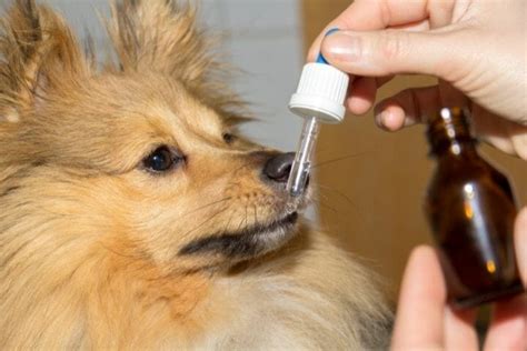 Can I open amoxicillin capsules for my dog?