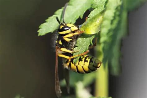 Can I outrun wasps?