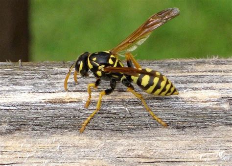 Can I outrun yellow jackets?