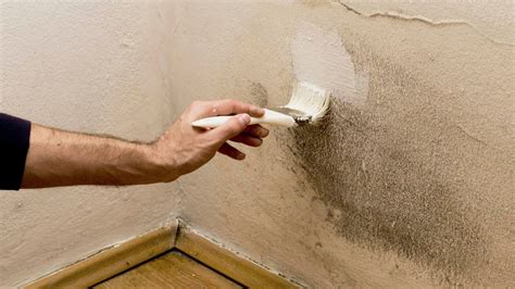 Can I paint over mold on concrete?