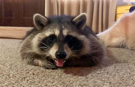 Can I pet a raccoon?