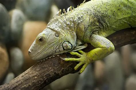 Can I pick up a wild iguana?