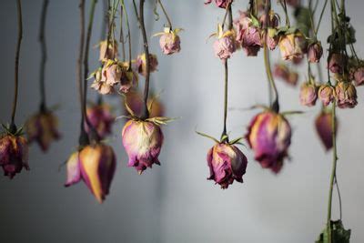 Can I plant a dried rose?