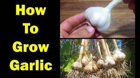 Can I plant a piece of garlic?