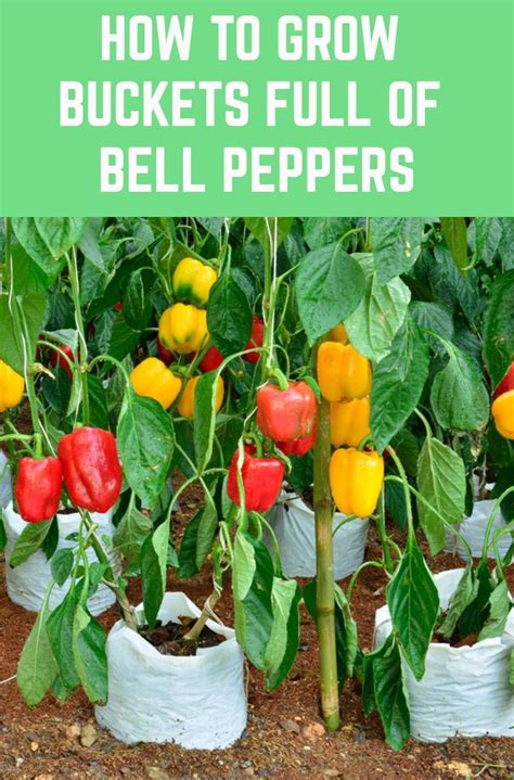 Can I plant all my peppers together?