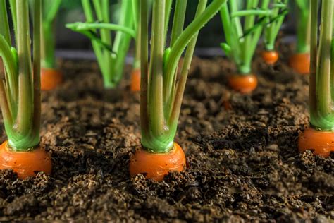 Can I plant anything between carrots?