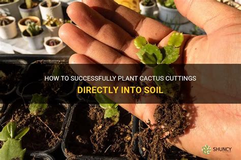 Can I plant cuttings straight into soil?