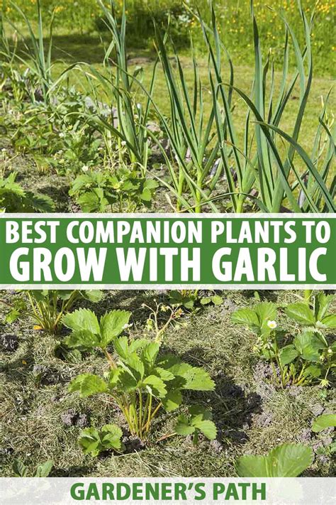 Can I plant garlic next to cucumbers?