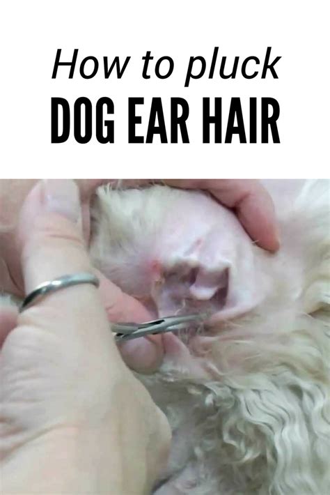 Can I pluck my dog's ear hair at home?