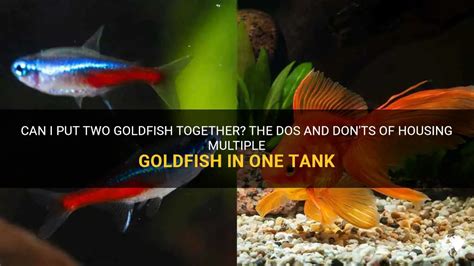 Can I put 2 goldfish in a 2.5 gallon tank?