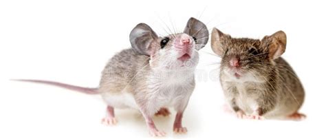 Can I put 2 male mice together?