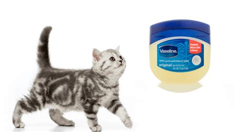 Can I put Vaseline on my cat?